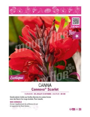 CANNA CANNOVA SCARLET