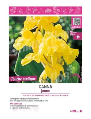 CANNA JAUNE