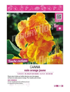 CANNA NAIN ORANGE JAUNE