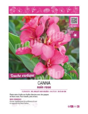 CANNA NAIN ROSE