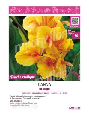 CANNA ORANGE