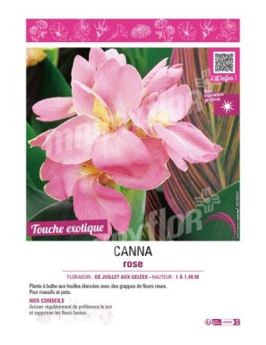 CANNA ROSE