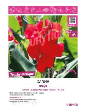 CANNA ROUGE