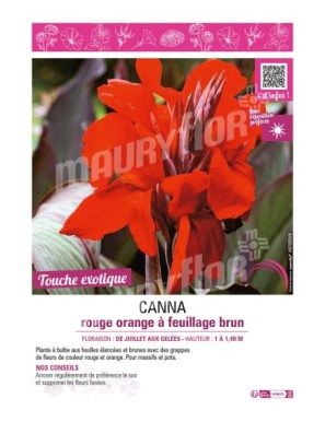 CANNA ROUGE ORANGE À FEUILLAGE BRUN