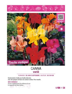 CANNA VARIE