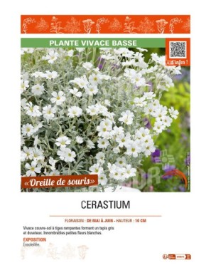 CERASTIUM