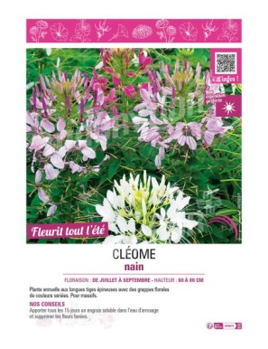 CLEOME NAIN