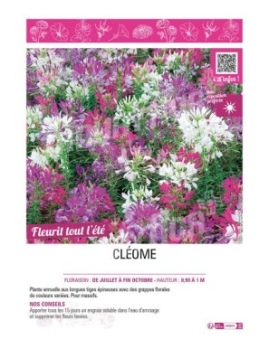 CLEOME (varié)