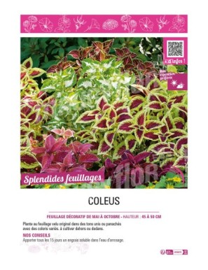 COLEUS