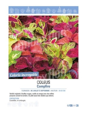 COLEUS CAMPFIRE