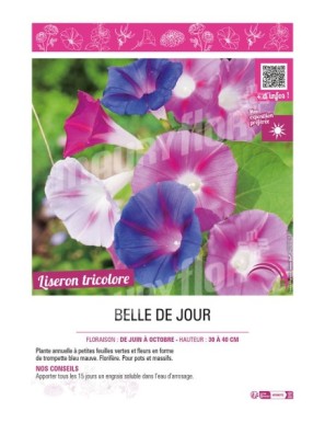 (CONVOLVULUS) BELLE DE JOUR