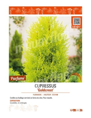 CUPRESSUS GOLDCREST