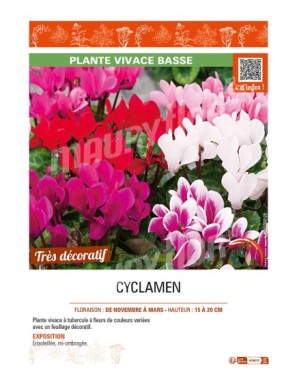 CYCLAMEN