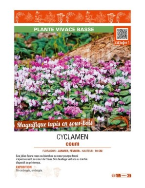 CYCLAMEN COUM