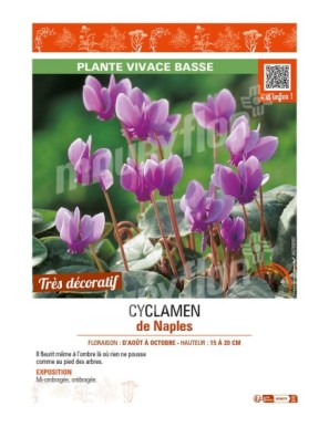 CYCLAMEN DE NAPLES