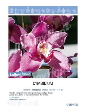 CYMBIDIUM (Orchidée rose)