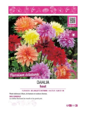 DAHLIA HAUT