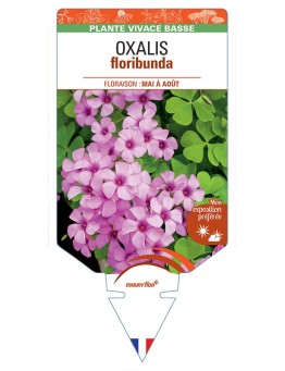 OXALIS floribunda (rose foncé) *