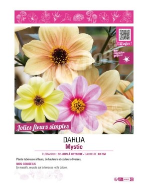 DAHLIA MYSTIC