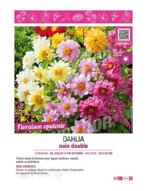 DAHLIA NAIN DOUBLE