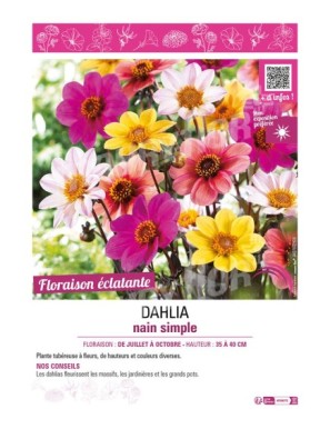 DAHLIA NAIN SIMPLE (varié)