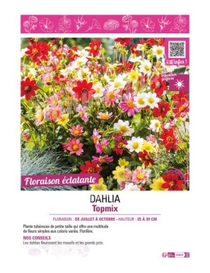 DAHLIA TOPMIX (varié)