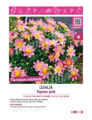 DAHLIA TOPMIX PINK