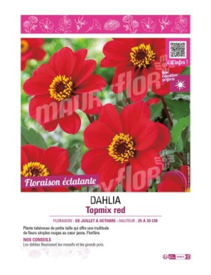 DAHLIA TOPMIX RED