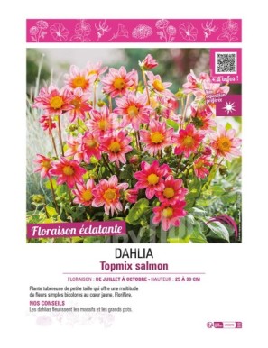 DAHLIA TOPMIX SALMON