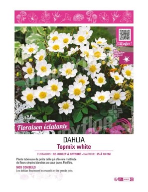 DAHLIA TOPMIX WHITE