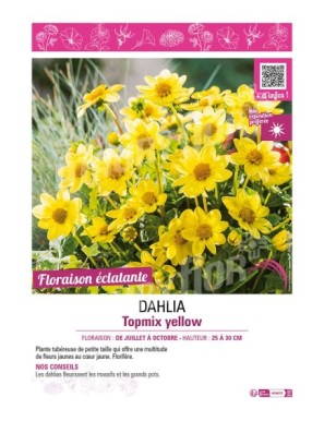 DAHLIA TOPMIX YELLOW