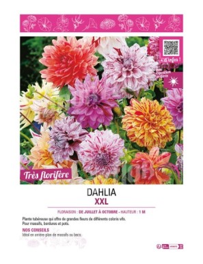 DAHLIA XXL