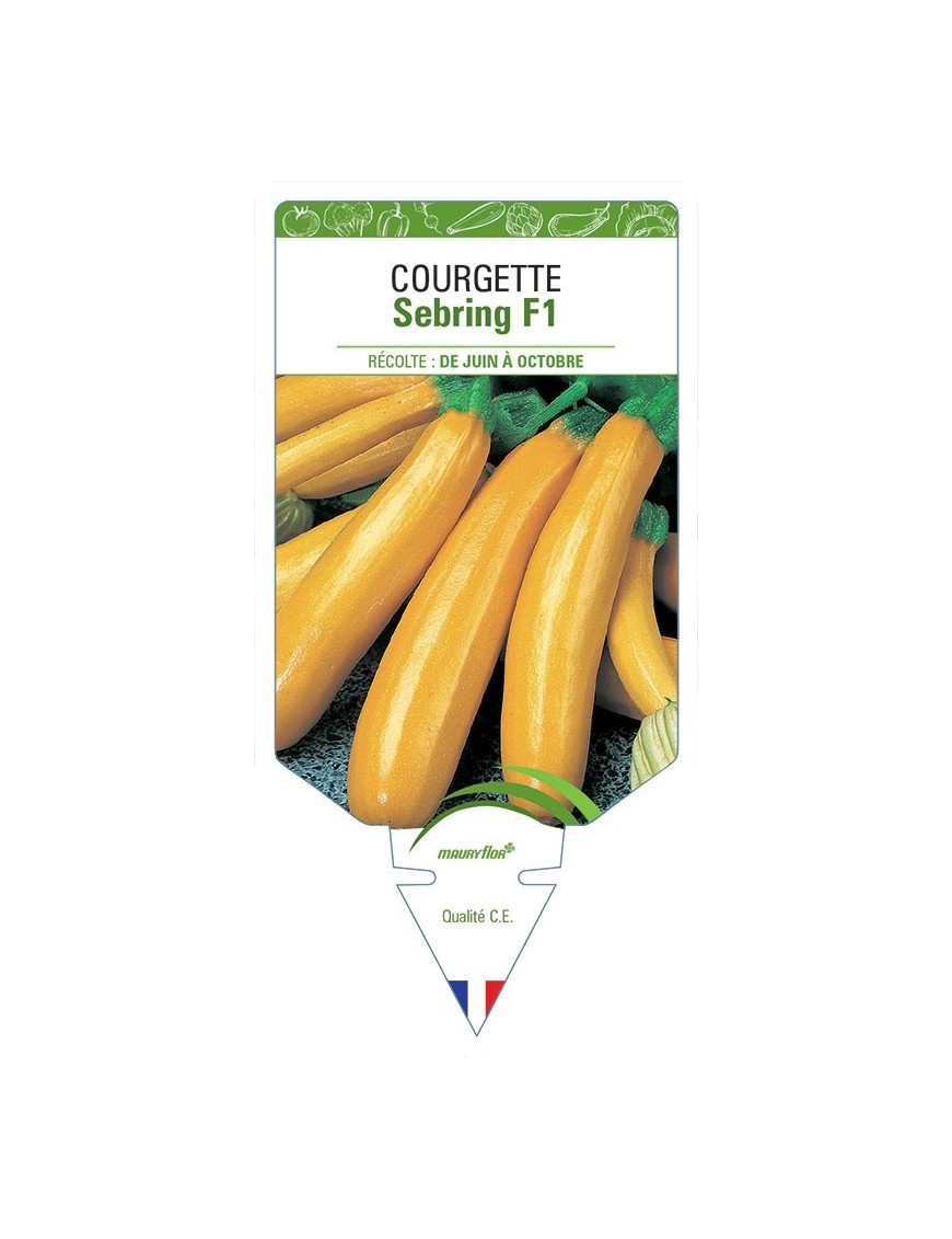 COURGETTE SEBRING F1