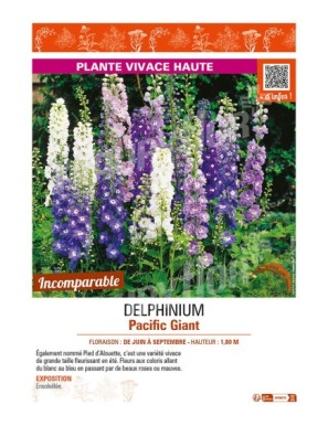 DELPHINIUM PACIFIC GIANT (varié)