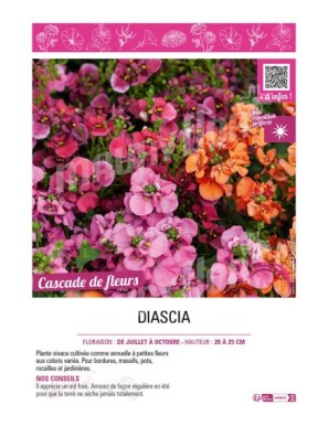 DIASCIA