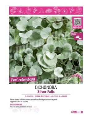 DICHONDRA SILVER FALLS