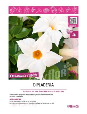 DIPLADENIA (blanc)