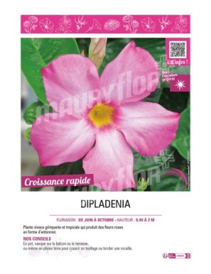 DIPLADENIA (rose)