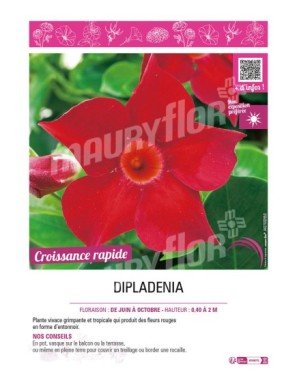 DIPLADENIA (rouge)