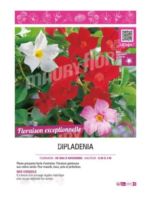 DIPLADENIA (varié)