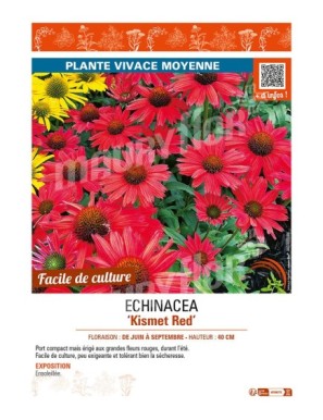 ECHINACEA KISMIT RED