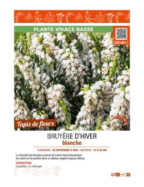 (ERICA DARLEYENSIS) BRUYÈRE D'HIVER BLANCHE