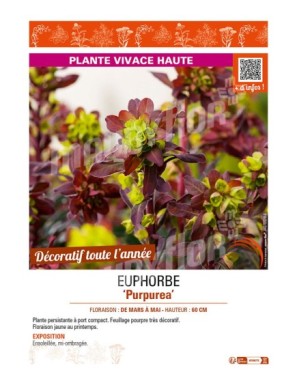 EUPHORBE PURPUREA