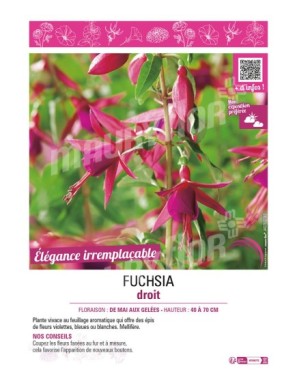 FUCHSIA DROIT