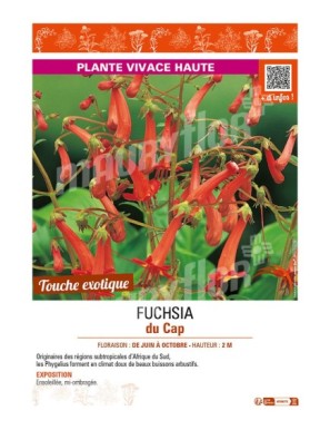 FUCHSIA DU CAP