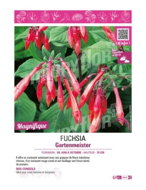 FUCHSIA GARTNMEISTER