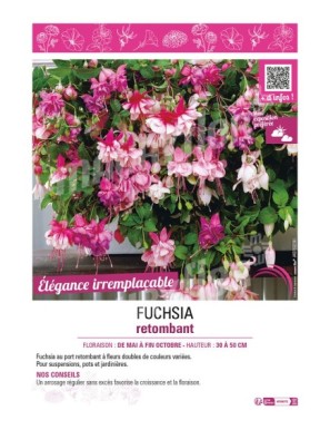 FUCHSIA RETOMBANT