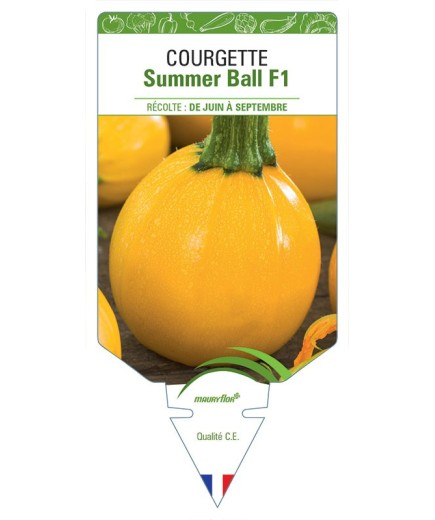 COURGETTE SUMMER BALL F1