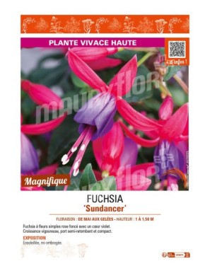 FUCHSIA SUNDANCER