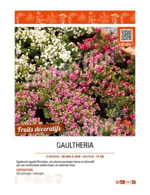 GAULTHERIA (MUCRONATA varié)